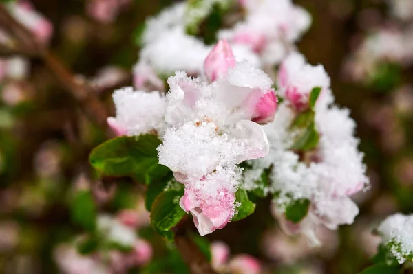 リンゴの木の花が雪に覆われています雪に覆われたリンゴの木の美しい春の花 — ストック写真