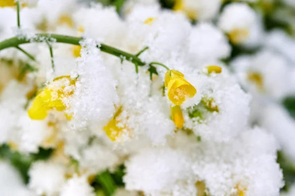 Blommande Rapsfält Täckt Med Snö Våren Vinterraps Täckt Med Snö — Stockfoto