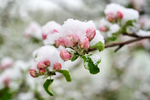 Flores Macieiras São Cobertas Com Neve Lindas Flores Primavera Macieiras Imagem De Stock