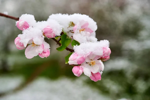 Flores Macieiras São Cobertas Com Neve Lindas Flores Primavera Macieiras Fotografias De Stock Royalty-Free