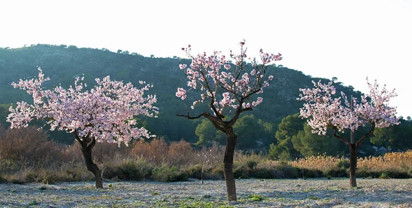 Close View Almond Blossom Beam Light — Stock Photo, Image