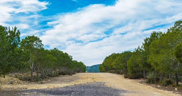 Pinhais em bruto em torno de um caminho de terra contra montanhas azuis e céu nublado . — Fotografia de Stock