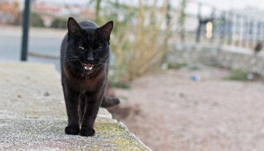 Yeşil gözlü bir sokak kedisi portresi.