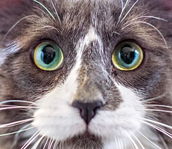 一只小猫与绿色的大眼睛的特写肖像 — 图库照片