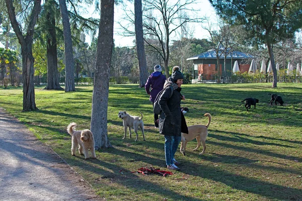 Dogwalker trávení času s třemi psy v městském parku za slunečného dne. — Stock fotografie