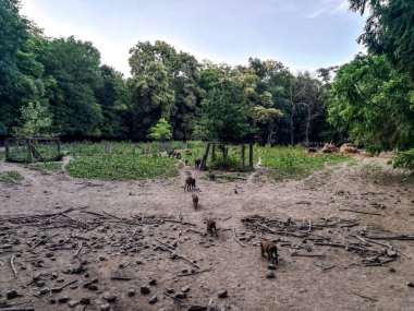 sonbahar ormandaki yabani domuz