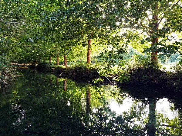 Reflet dans la rivière de verdure étirant de grands arbres dans une vue symétrique — Photo