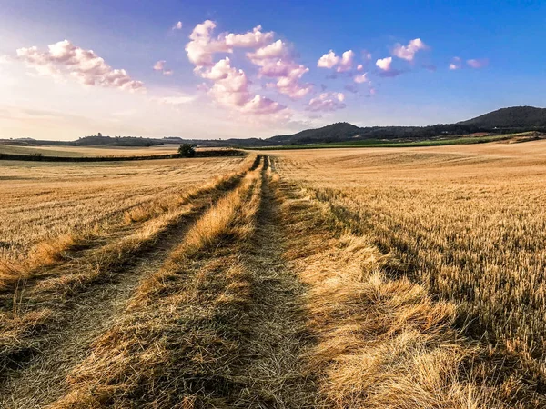 Arany búza flied panoráma fa naplementekor. — Stock Fotó