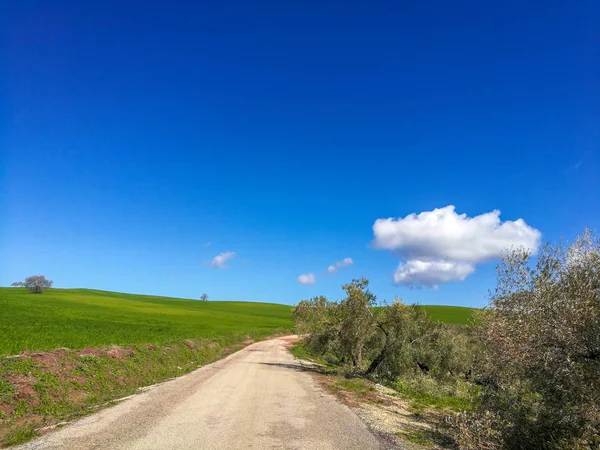 Estrada rural no meio de um campo de grama verde na Andaluzia . — Fotografia de Stock