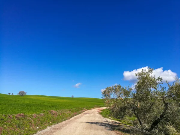 Estrada rural no meio de um campo de grama verde na Andaluzia . — Fotografia de Stock