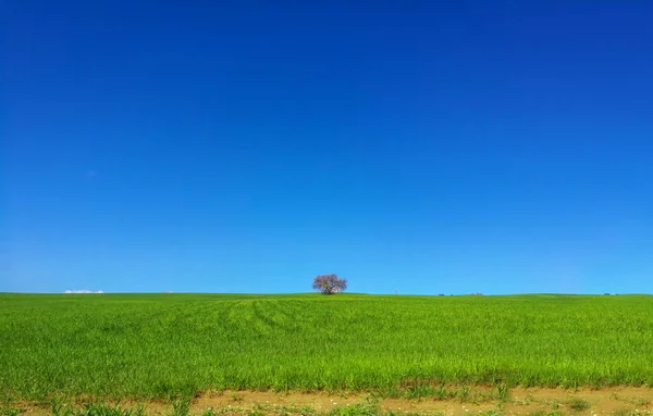 Estrada rural no meio de um campo de grama verde na Andaluzia . — Fotografia de Stock