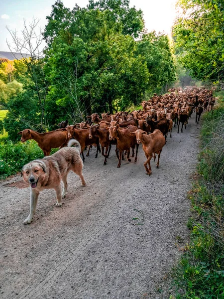 Çoban köpeği keçi İspanya toprak yol üzerinde önde gelen