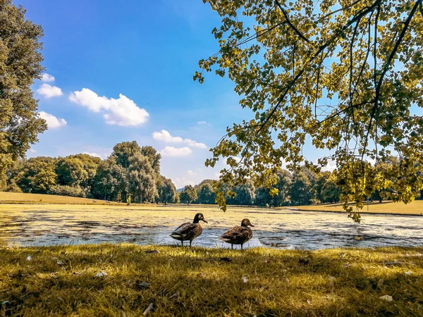 Groupe de canards sur l'herbe dans un parc naturel à l'automne — Photo