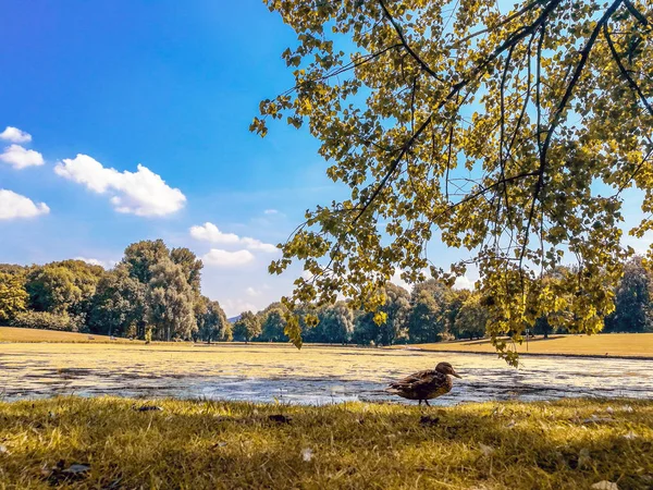 Groupe de canards sur l'herbe dans un parc naturel à l'automne — Photo