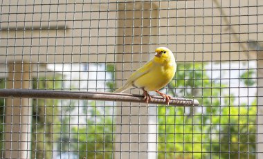 Çelik teller tahta bir sopa üzerinde tünemiş bir kafes içinde Kanarya kuş