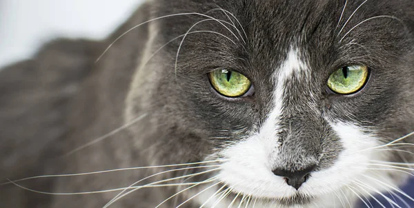 Close up view of beautiful green cat's eye looking at camera defiantly. Gray and white Angry cat on white background.