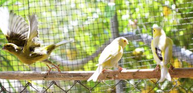 Bir kafes içinde kanarya kuşlar uçuş almak için