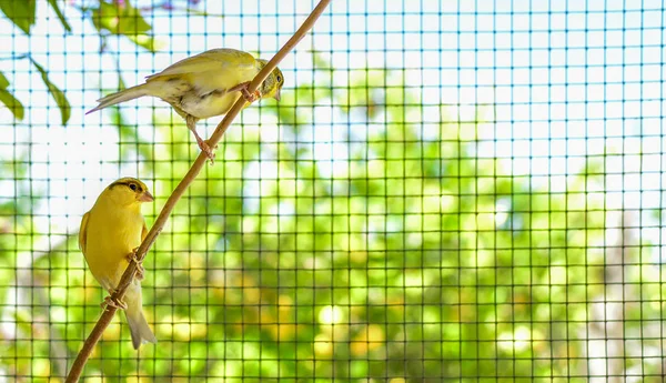 Aves canarias dentro de una jaula a punto de volar — Foto de Stock