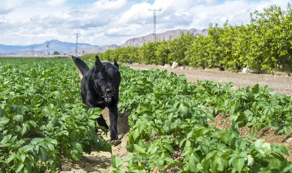 Чорний мастиф собака проходить через зелене поле сонця на спині — стокове фото