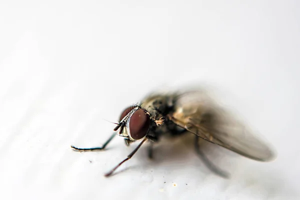 Macro vliegen geïsoleerd op witte achtergrond — Stockfoto