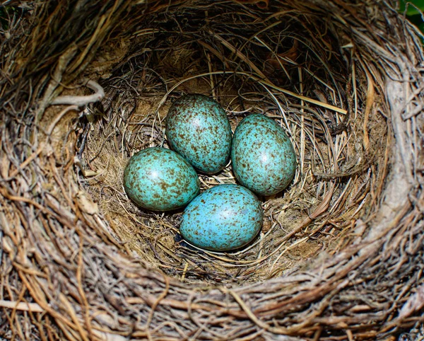 Vogel blauw gekleurde eieren in een nest — Stockfoto