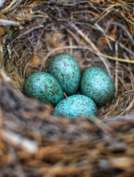 Vogel blauw gekleurde eieren in een nest — Stockfoto