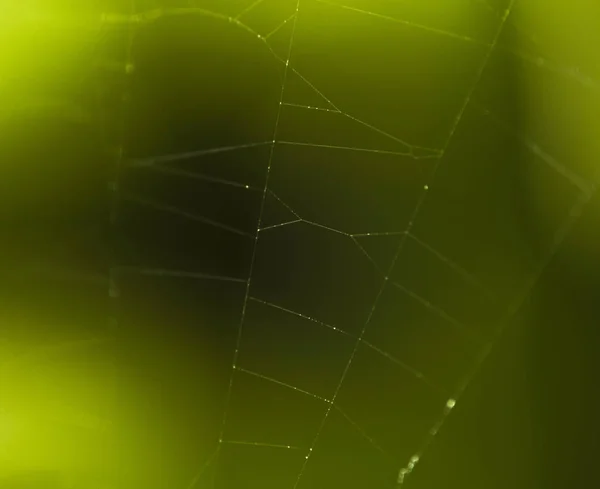 Macro shot of spiderweb against green leaves background. — Stock Photo, Image