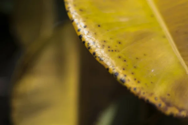 Golden leaf macro. — Stock Photo, Image