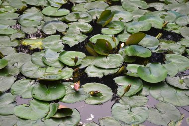 Güzel Nymphaea. Vietnam'da Yeşil Gölet Su Pembe Çiçek Tomurcuk.