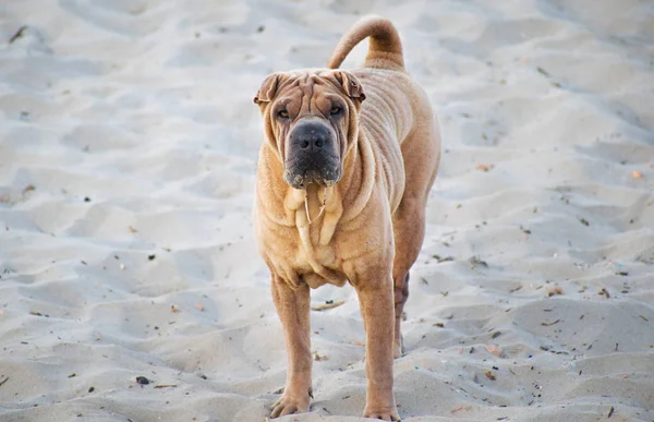 Shar Pei plajda kamera bakıyor.