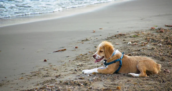 Blanco y marrón joven Brittany Spaniel perro de pie en la playa de arena después de bañarse en el mar . —  Fotos de Stock