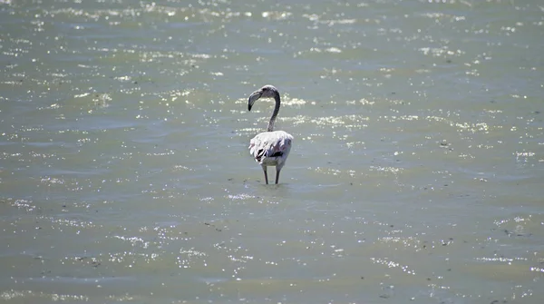 Sığ suda tek bir büyük Flamingo — Stok fotoğraf