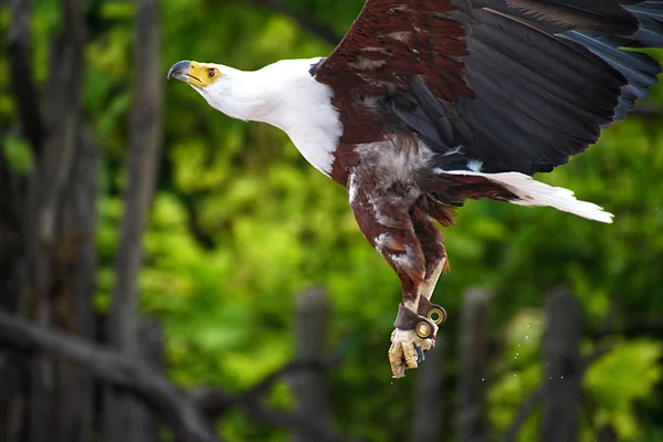 アフリカのワシが木を飛ぶ. — ストック写真