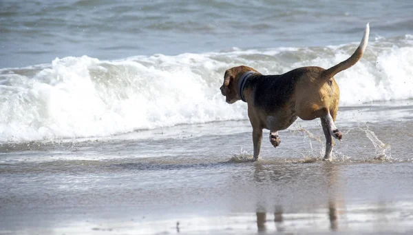 Sevimli Beagle plajda bir top kovalayan — Stok fotoğraf