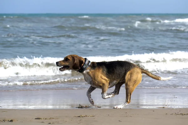 Lindo Beagle en la playa persiguiendo una pelota —  Fotos de Stock