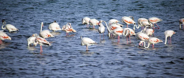 Group of Greater Flamingos in shallow water