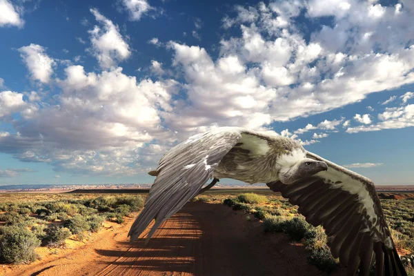 L'avvoltoio dalla schiena bianca Gyps africanus vola in un bellissimo paesaggio — Foto Stock