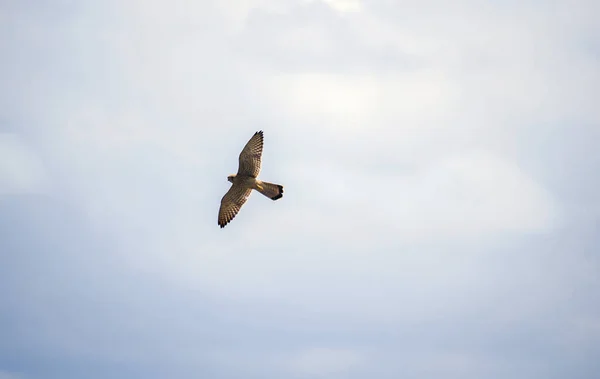 Petit faucon volant dans les airs en Espagne — Photo