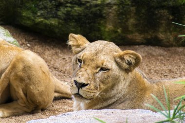 Dişi aslan uyanık istirahat