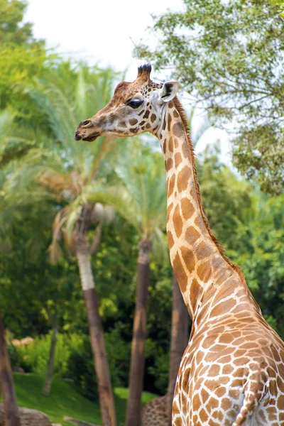 Porträt einer Giraffe, die in die Kamera blickt — Stockfoto