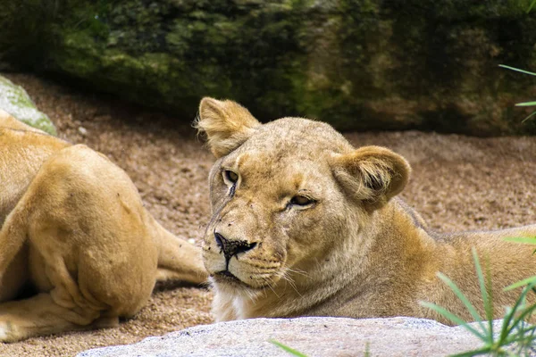 Dişi aslan uyanık istirahat