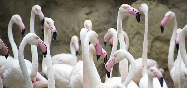 Grupa Phoenicopterus rubers powszechnie znana jako Greater Flamingos — Zdjęcie stockowe