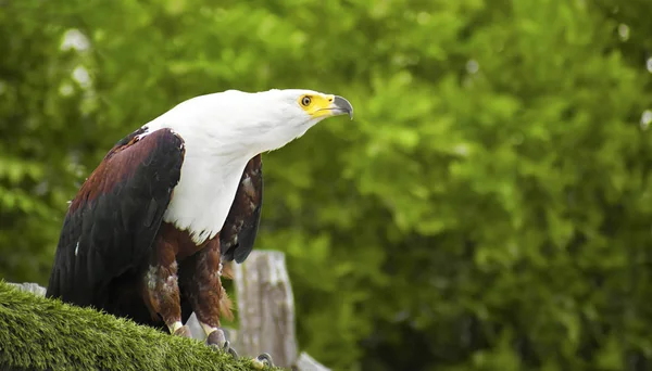 L'aigle poisson africain perché sur une branche sur le point de voler — Photo