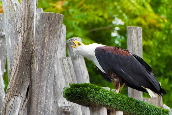 L'aigle poisson africain perché sur une branche sur le point de voler — Photo