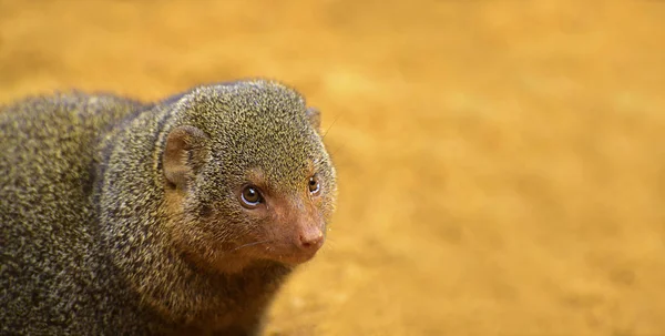 Portrait of the common dwarf mongoose — Stock Photo, Image