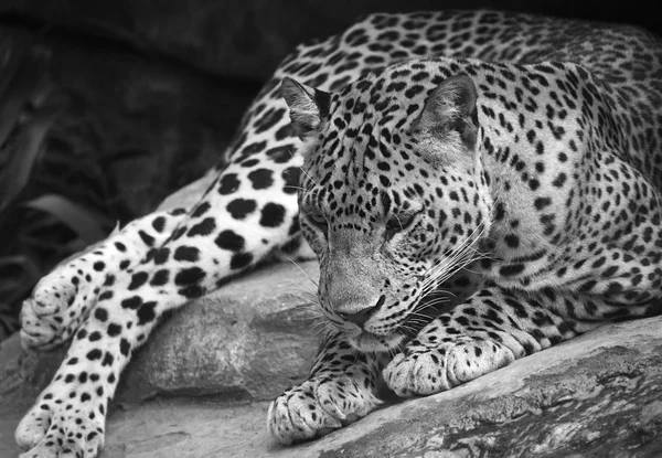 Крупный план леопарда, лежащего на земле — стоковое фото