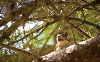 Bilimsel olarak Sciurus vulgaris olarak bilinen kırmızı sincap çam ağacında