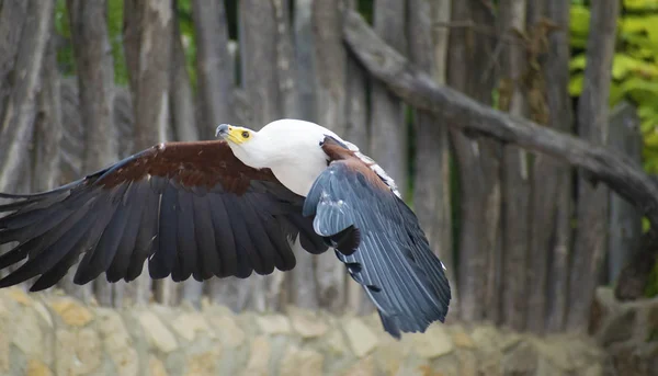 L'aigle poisson africain survolant les arbres — Photo