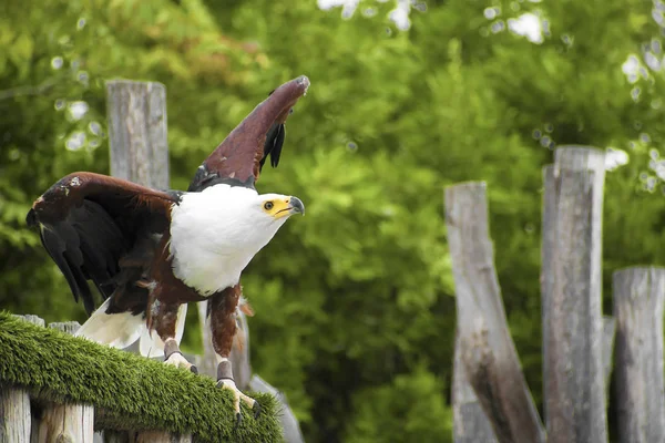 アフリカのワシまたはハリアエトゥス・ヴォシファーは、飛び始める枝の上に腰掛けた — ストック写真