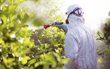 İspanya'da limon ağaçlarının plantasyon işçi fumigating